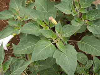 アメリカチョウセンアサガオ