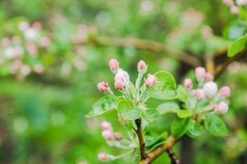 Obraz premium Blooming apple tree in the garden. Selective focus.