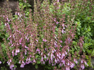 ウォールジャーマンダー