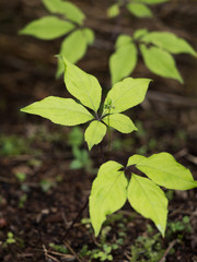 オタネニンジンニンジン