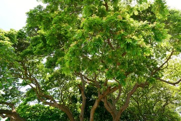 Looking up at big tree, green leaves, blue sky and sunshine on beautiful natural background. Space for text in template. Green background, Tree silhouette on sky. Abstract branch and leaves.