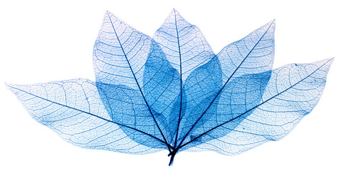 nervures bleues de feuilles sèches, fond blanc 