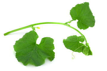 Melon green leaf on white