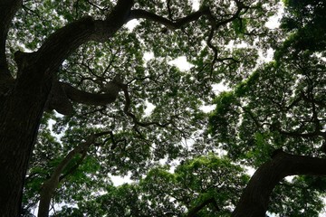 Looking up at big tree, green leaves, blue sky and sunshine on beautiful natural background. Space for text in template. Green background, Tree silhouette on sky. Abstract branch and leaves.