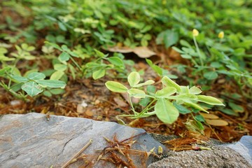 Soft Focus of green leaves with sunlight as a background.(pinto peanut, forrajero perenne, amendoim forrageiro, kacang pinto, thua lisong tao), Natural green background. Ecological Concept, Top view.