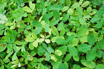 Soft Focus of green leaves as a background.(pinto peanut, forrajero perenne, amendoim forrageiro, kacang pinto, thua lisong tao), Natural green background. Ecological Concept, Top view.
