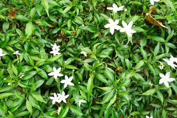 Soft Focus of flower on blurred branch and leave background (Cape Jasmine, Cape Gardenia), Space for text in template. Bokeh, Natural green background. Ecological Concept.