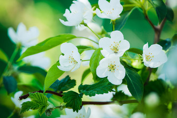 Blooming apple tree in the garden. Selective focus.
