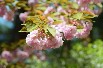 Clusters of delicate pink cherry blossom hanging from a branch, surrounded by green leaves.
