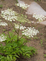 ホッカイトウキ