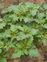 ヨウシュチョウセンアサガオ