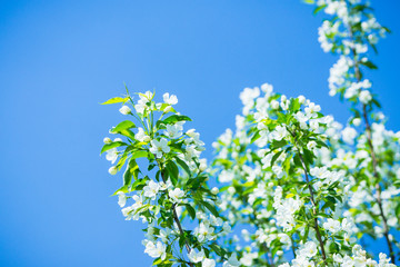 Blooming apple tree in the garden. Selective focus.