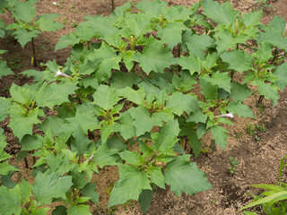 ヨウシュチョウセンアサガオ