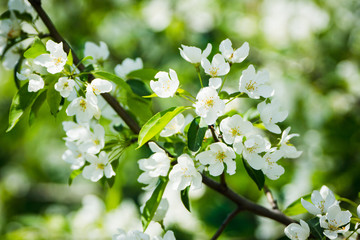 Blooming apple tree in the garden. Selective focus.