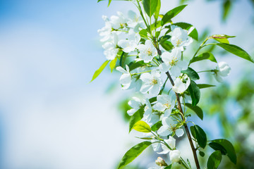 Blooming apple tree in the garden. Selective focus.