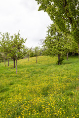 Fototapeta na wymiar dandelions between the fruit trees