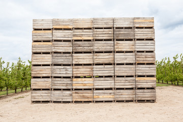 Blossoms of fruit trees with stacked wooden bins