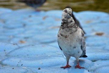 White Black Bird