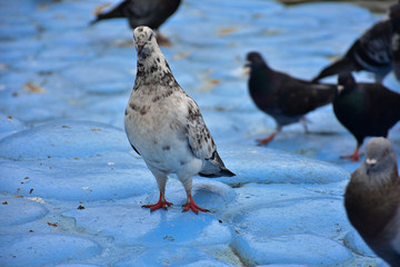White Black Bird