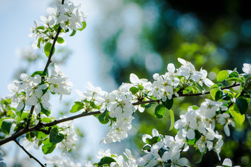 Blooming apple tree in the garden. Selective focus.
