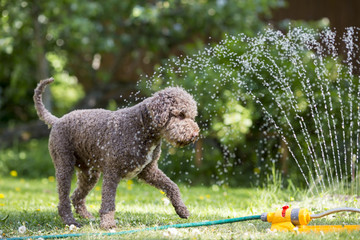 Brown dog playing with a water sprinkler outdoors. Hot summer day. - 210619923