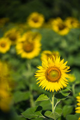 Yellow sunflowers blooming in a field