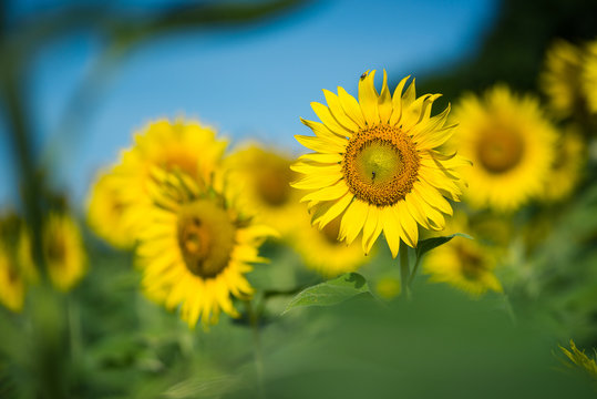 Yellow sunflower blooming and blue sky