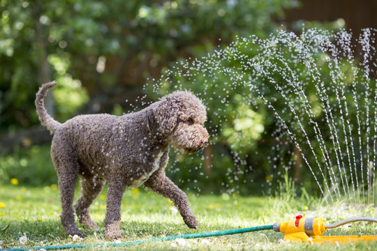 Brown dog playing with a water sprinkler outdoors. Hot summer day.