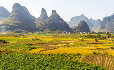 The landscape background of the mature paddy field village in the autumn