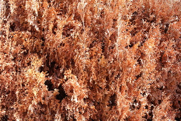 Dead, dried branches of cypress close-up.