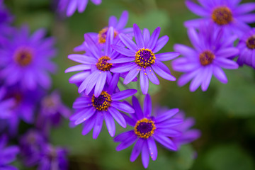 Obraz premium Close up of the violets flowers.