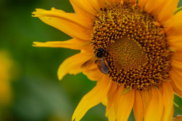 Obraz premium Bee on Sunflowers or Helianthus annuus.