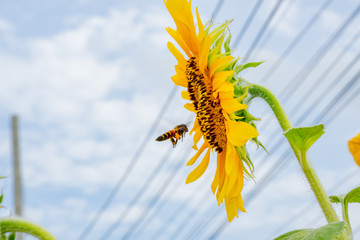 Bee on Sunflowers or Helianthus annuus.