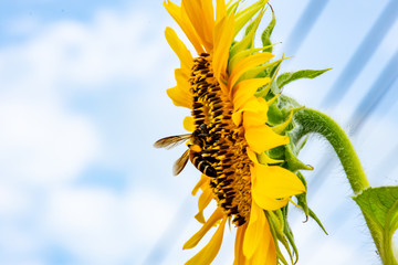 Bee on Sunflowers or Helianthus annuus.
