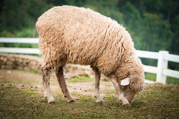 Naklejka premium Cute funny happy sheep at outdoor garden nature field valley