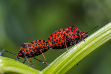 red black striped bug have sex on blade of grass