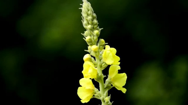 great mullein medicinal plant with flower

