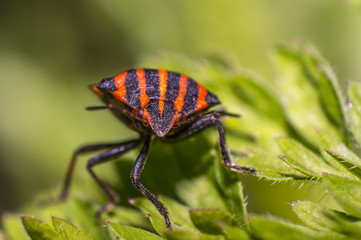 red black striped bug on blade of grass
