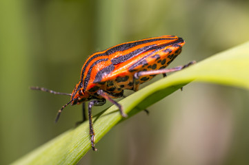 red black striped bug on blade of grass