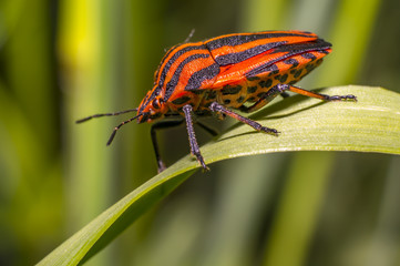 red black striped bug on blade of grass