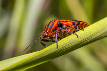 red black striped bug on blade of grass