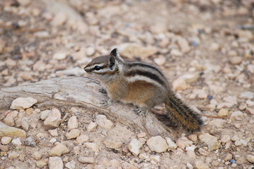 Chipmunk on the ground close up