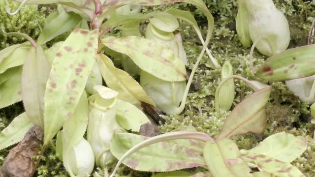 tropical pitcher plant with many flower cups