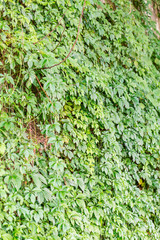 The green background of the five leaf Kam