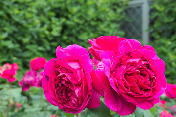 magenta roses in the garden