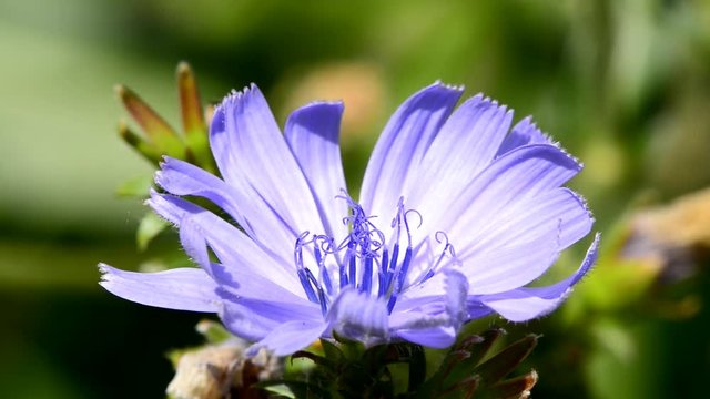 Common chicory, Cichorium intybus, flower of the food and medicinal plant 

