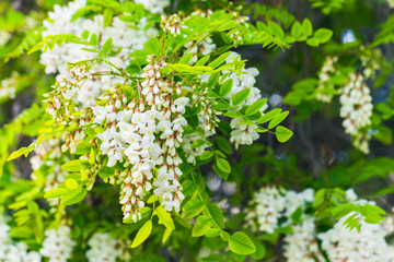 Robinia pseudoacacia flowers