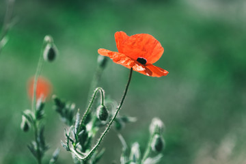 Red opium poppy flower. Close-up photo