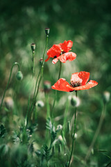 Fototapeta na wymiar Red poppies in bloom on summer meadow