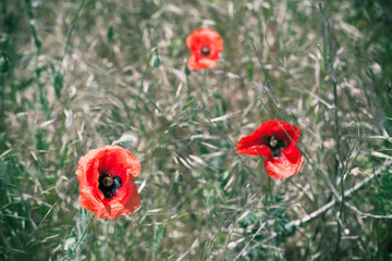 Three poppies flowers on summer meadow